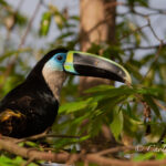 amazonas 1-22