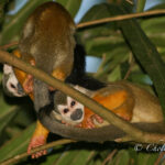 amazonas 1-5