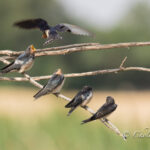 golondrina comun 3